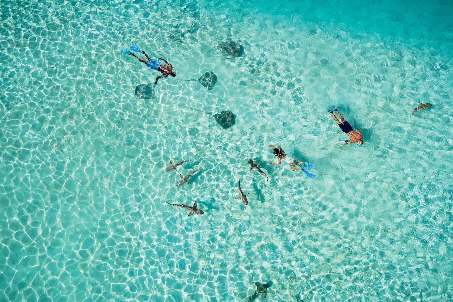 Snorkeling with stingray aerial shot