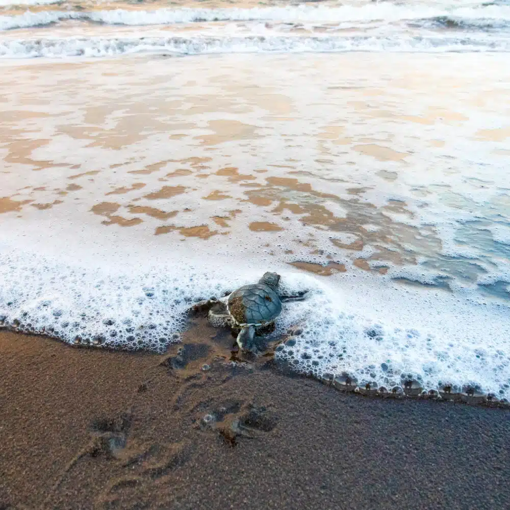 faune-costa-rica Observing animals in Costa Rica: baby green turtle returning to the sea in Tortuguero National Park
