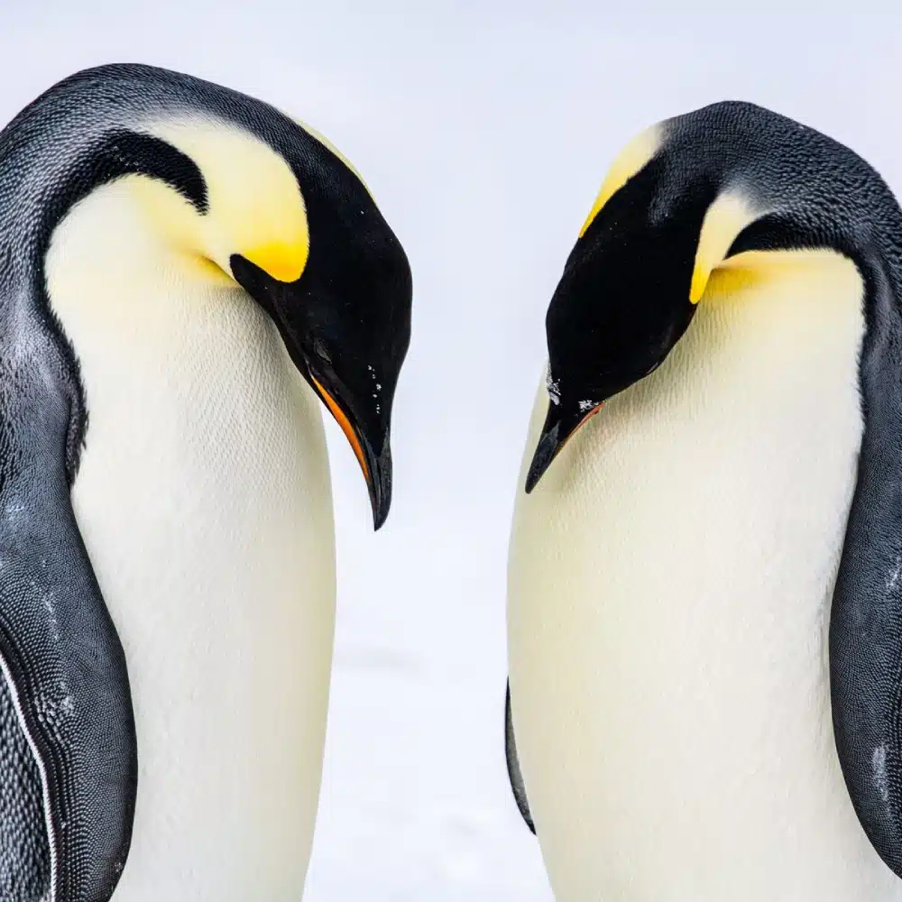 antarctique-mille-visages couple de manchots empereurs sur la banquise, Antarctique.