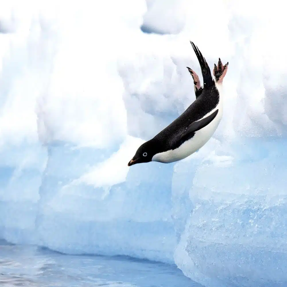 antarctique-mille-visages plongeon de manchot Adélie en Antarctique