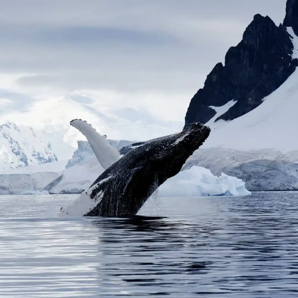 antarctique-mille-visages saut de baleine à bosse en Antarctique
