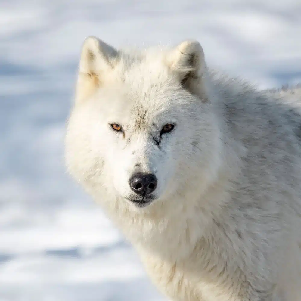 journey-canada An Arctic fox in Canada
