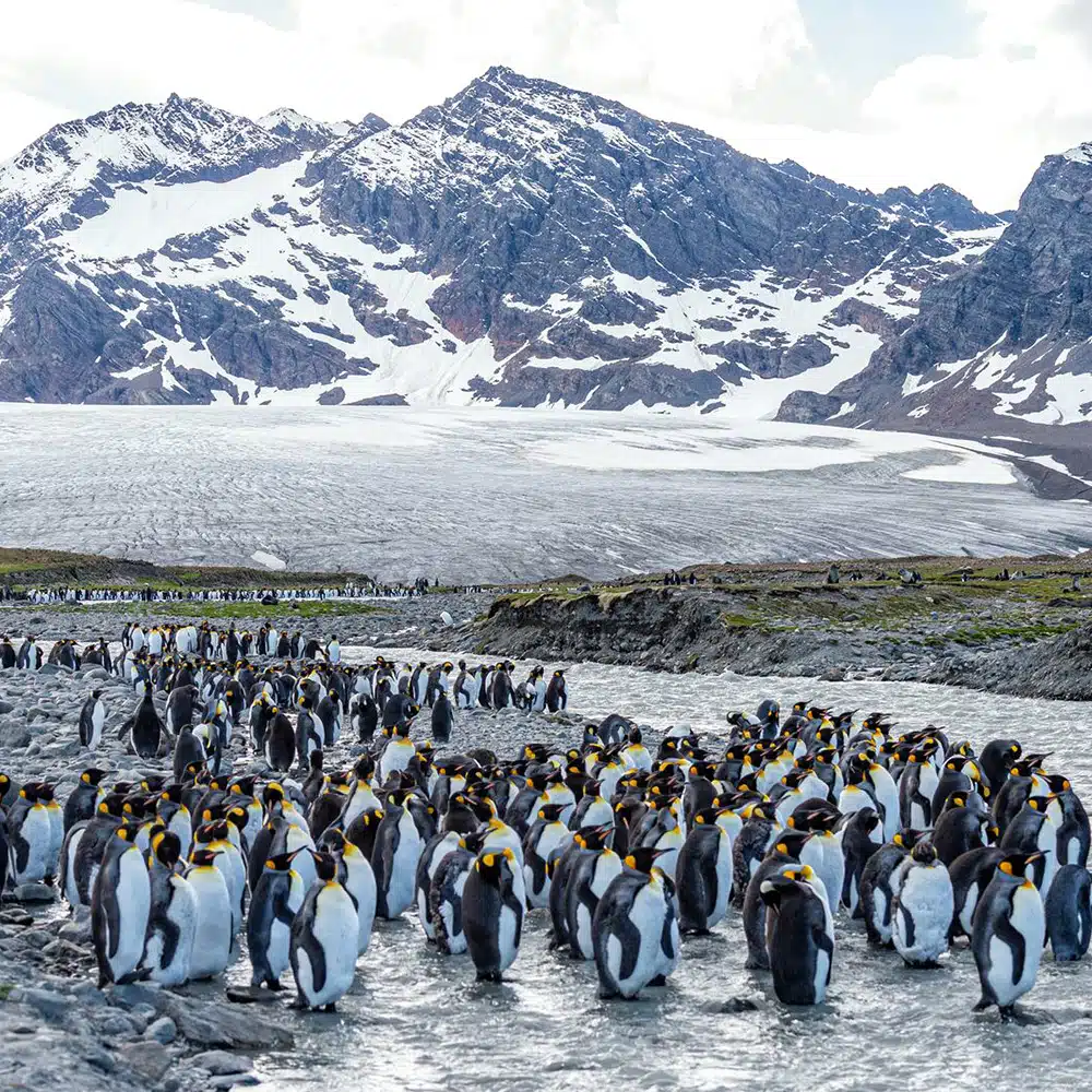 Low-Resolution-Comite-HD-St-Andrews-©Studio-Ponant--Laurence-FISCHER-14 Une colonie de manchots royaux sur le rivage devant un glacier en Géorgie du Sud