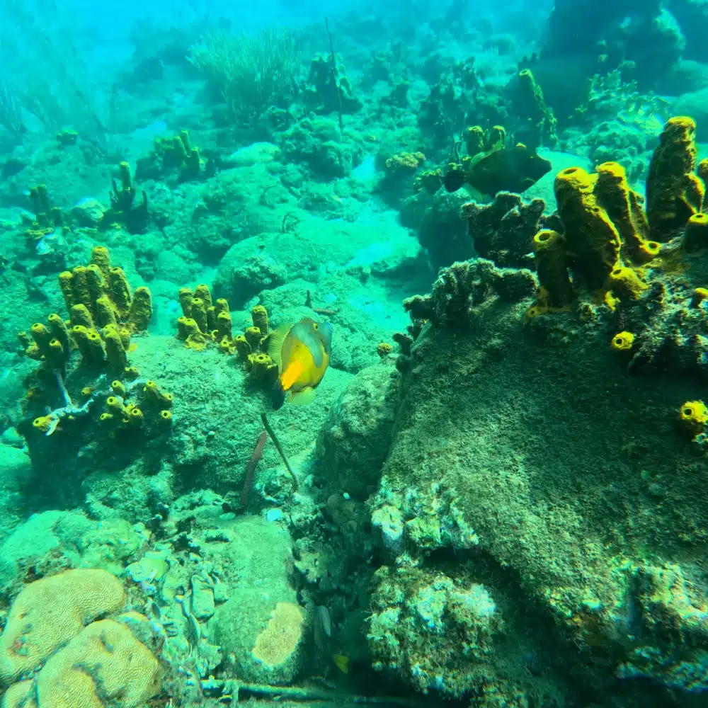two-days-saintes Yellow corals and lionfish swimming underwater