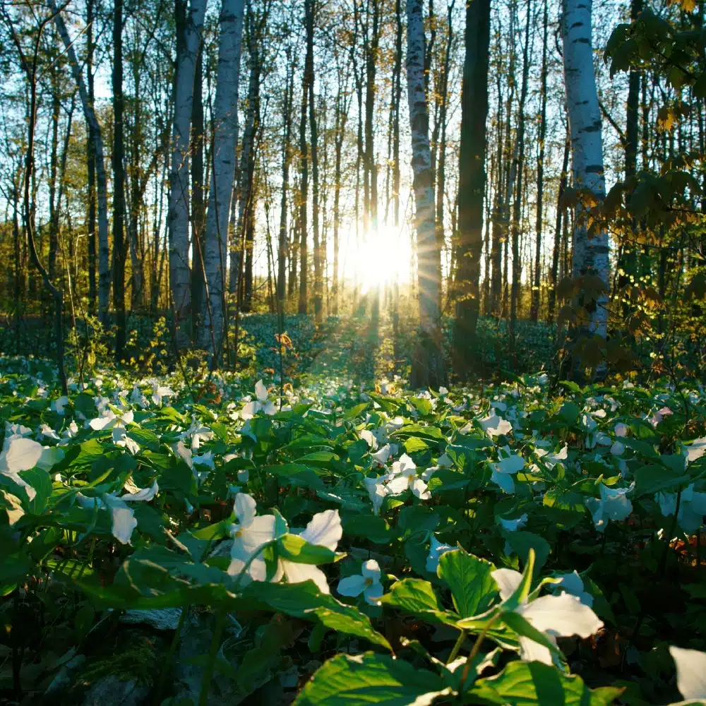 quand-partir-canada Fleurs de trille blanc dans un sous-bois canadien baigné par la lumière du matin