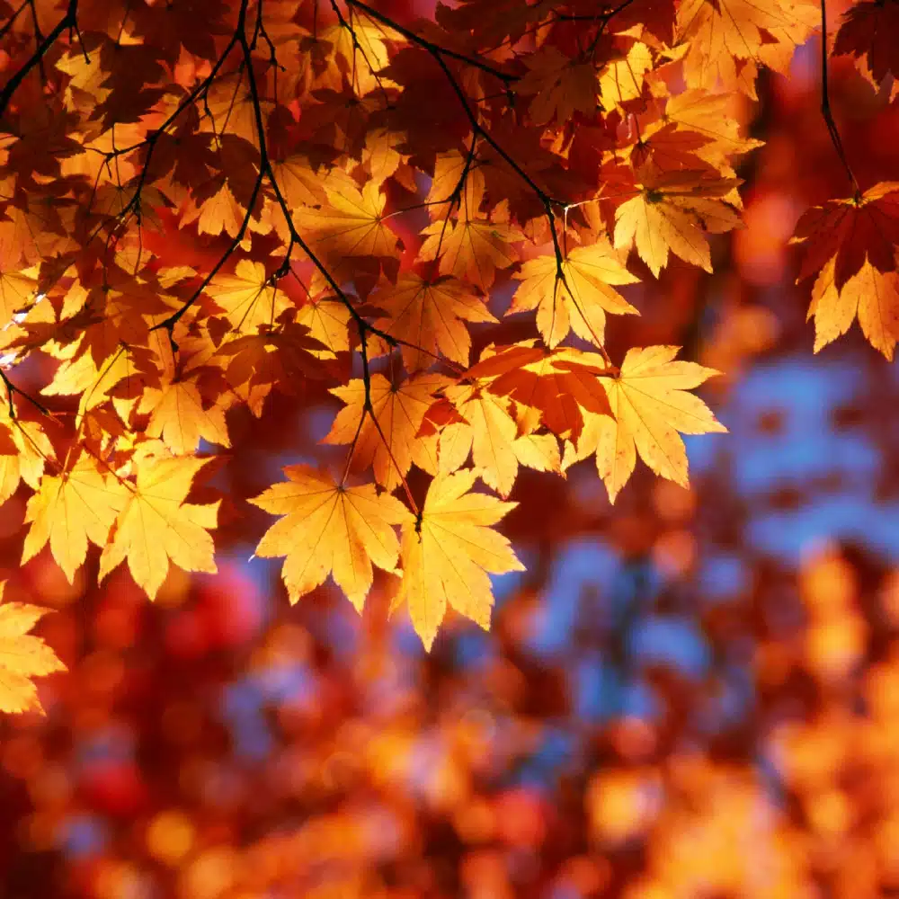 quand-partir-canada Gros plan sur des feuilles d'érable orange vif, symbole de l'automne au Québec