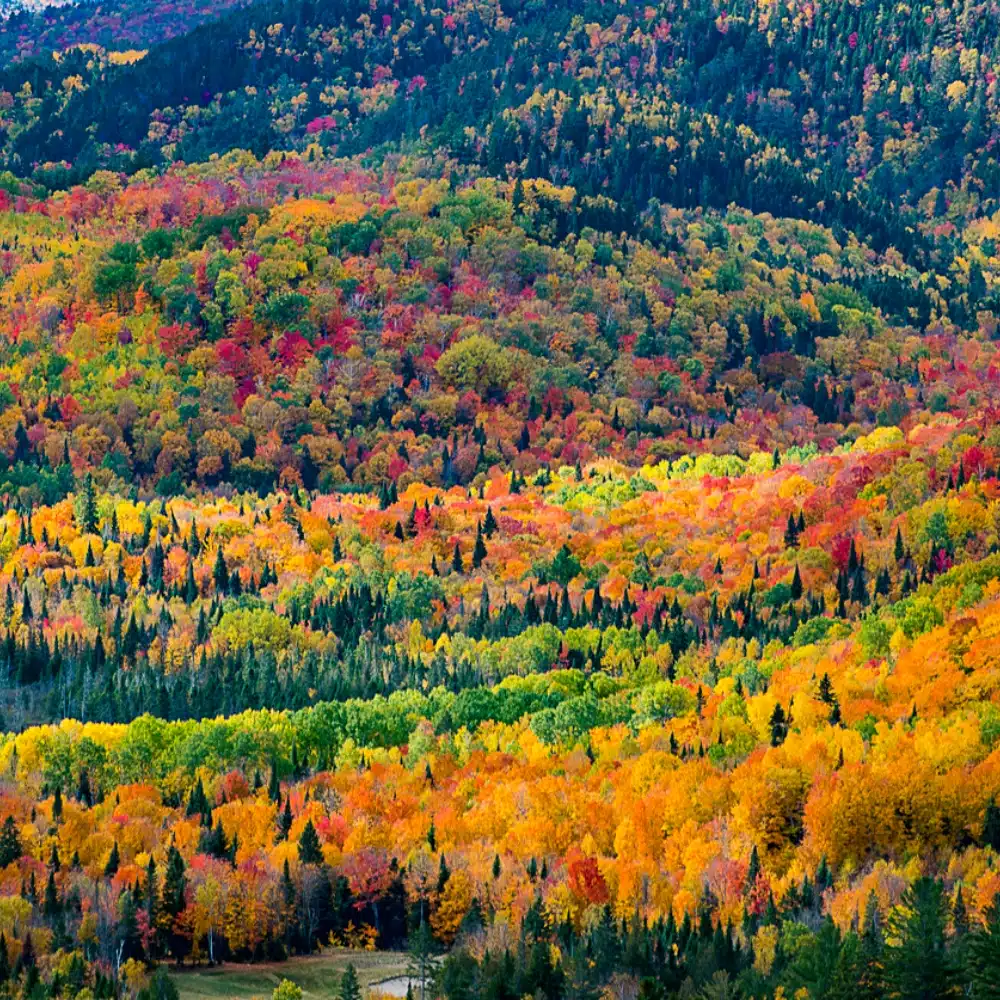 quand-partir-canada Paysage de montagnes boréales parées de couleurs flamboyantes en bordure du Saint-Laurent